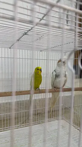 Cage with birds
