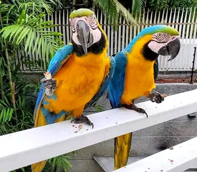 Healthy Blue and Gold Macaw – Hand-Tamed, Friendly, and Well Socialized