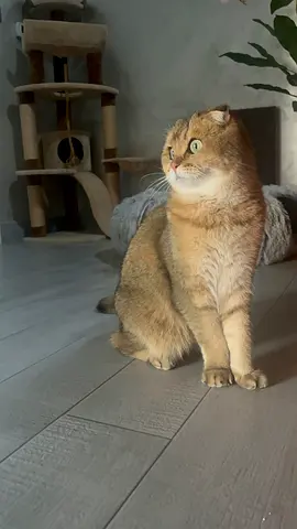 Scottish fold , male spayed