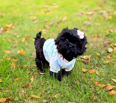 Adorable Black Puppy — Ready for a Loving Home