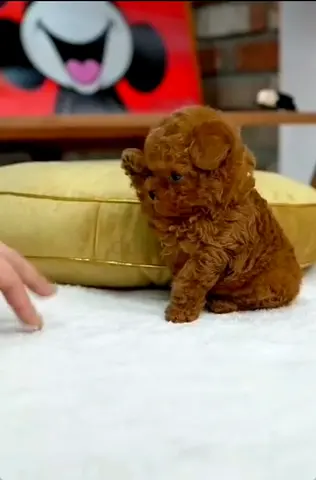 Red Toy Poodle Male & Female available in uae