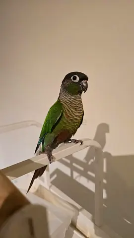 Green conure bird