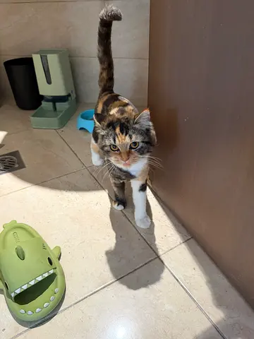 Pet