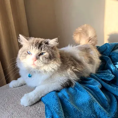 Pure Ragdoll Lynx bicolor