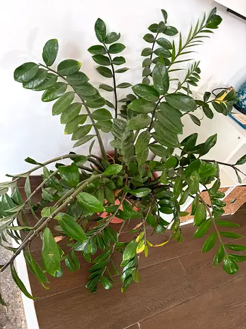 2 large, mature Zamioculcas zamiifolia