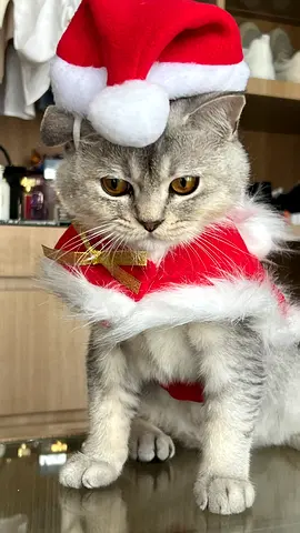 Friendly young cat looking for a new home - affectionate and very cuddly