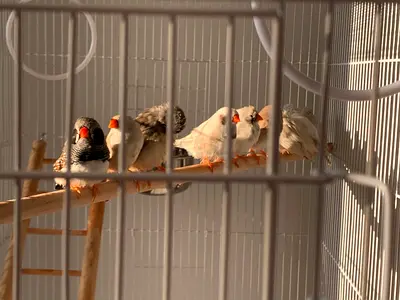 Finches
