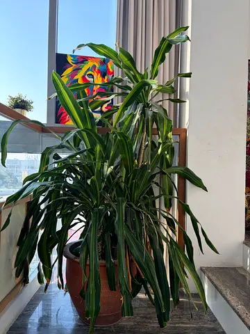Large  Dracaena Hawaiian