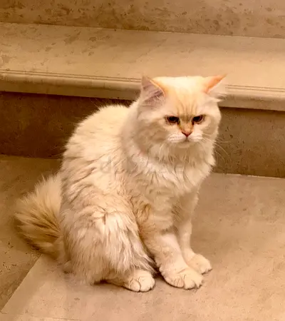 1-year-old FlamePoint Ragdoll for Adoption